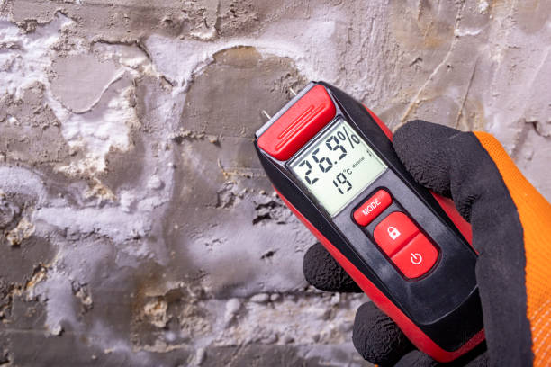 Best Emergency Mold Remediation in La Quinta, CA