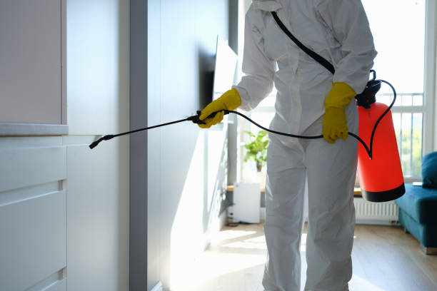 Best Kitchen Mold Remediation in La Quinta, CA