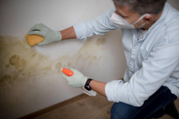 Best Crawl Space Mold Remediation in La Quinta, CA