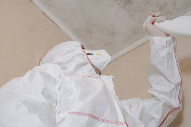 Best Residential Mold Remediation in La Quinta, CA