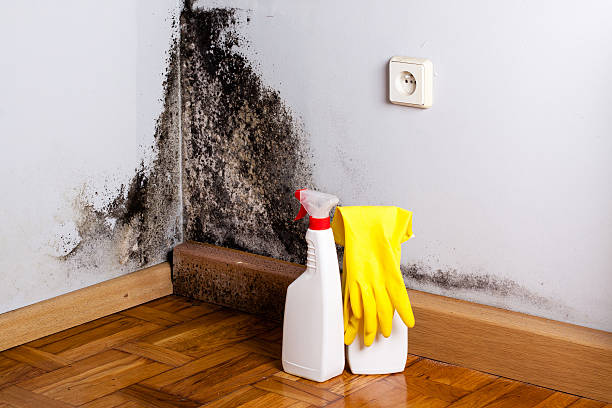 Best Bathroom Mold Remediation in La Quinta, CA